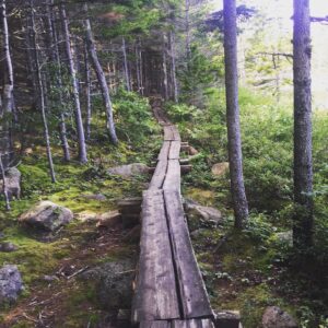 a wooden plank set up to be a walkway in the woods, photo taken in Acadia national park in Maine.