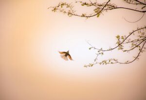 a peaceful image of a bird flying through the sky near a tree with branches and small leaves.